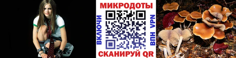где найти наркотики  Зеленогорск  Галлюциногенные грибы Psilocybe 